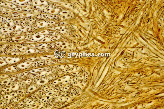 Moelle épinière x100 - gryphea.org